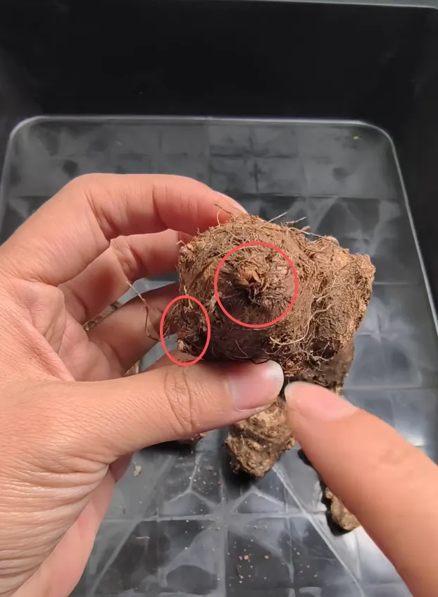 Example 5: A Bulb Made of Several Fused Sections
