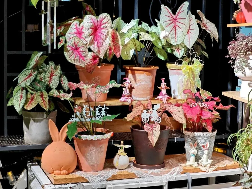 Indoor display of multiple caladium plants in decorative pots, arranged on shelves with soft lighting and ornamental details