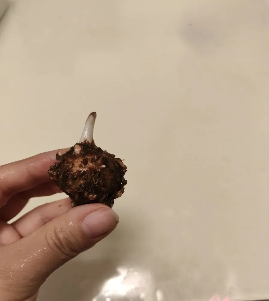 Caladium bulb held in hand showing no root growth after one month, with a darkened root tip and no visible sprout
