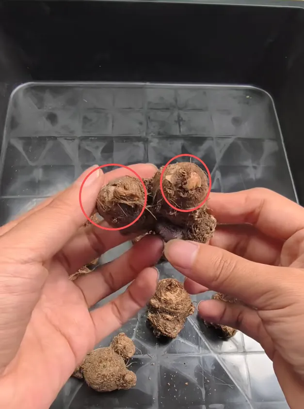 Example 6: A Smaller, Dehydrated Bulb with Faint Growth Marks