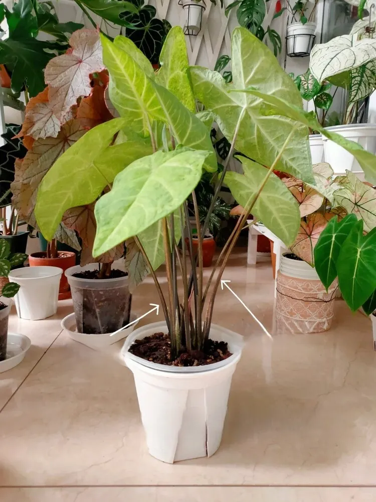 Caladium leaves regaining firmness and standing upright after watering, showing reversible underwatering droop