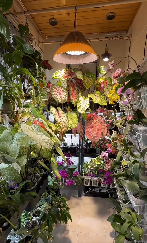 Indoor caladium growing area with multiple plants arranged under grow lights, showing stable leaf color and structure in a controlled environment.