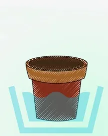 Caladium bulb planted in soil using bottom watering with shallow water in a tray