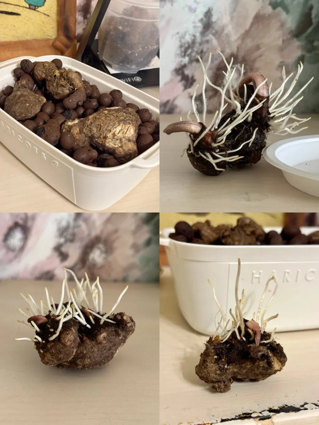 Caladium Bulbs Explained Planting, Sprouting, Storage & What to Expect