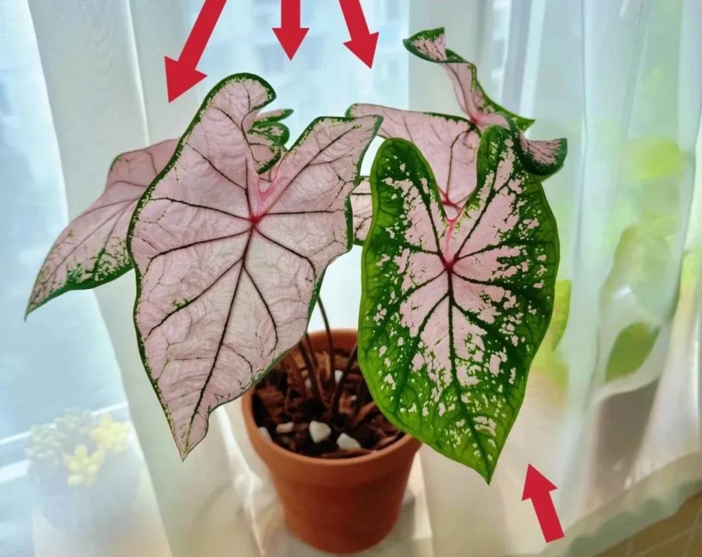 Caladium leaves with washed-out pink color caused by sudden increase in light intensity