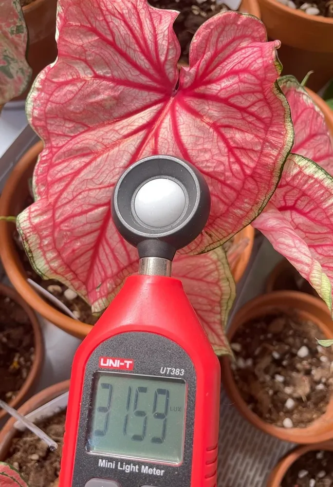 Caladium leaf showing stable pink coloration measured at around 3,100 lux using a handheld light meter indoors