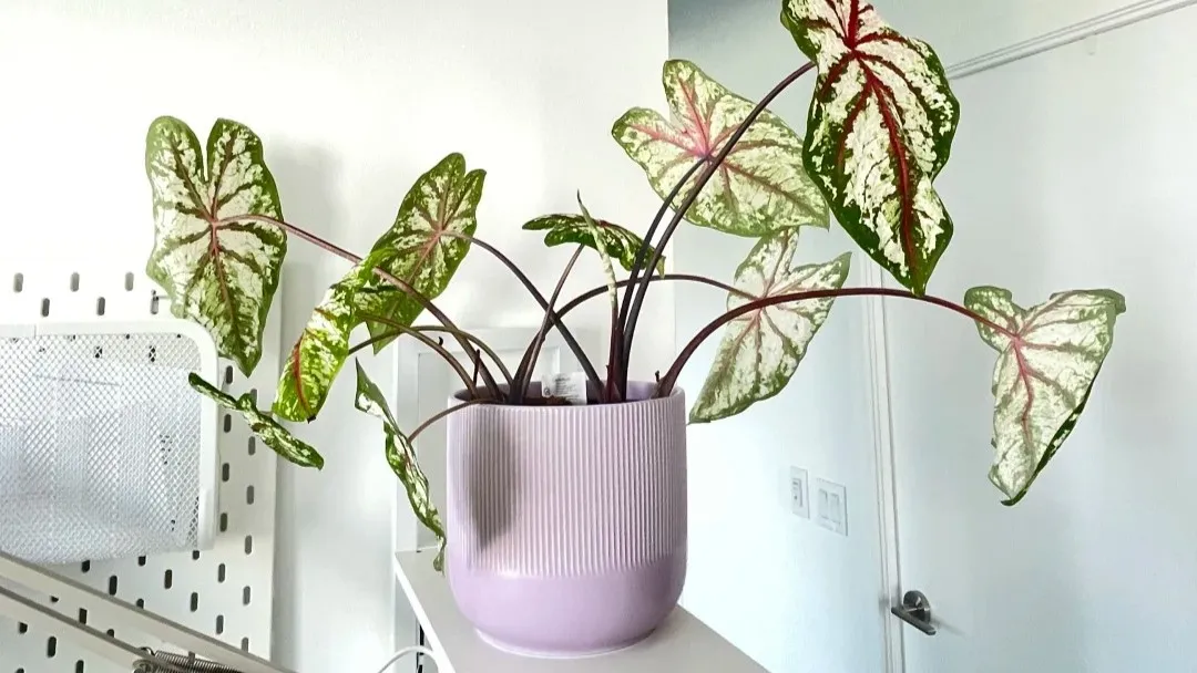 Caladium Leaves Drooping How to Tell What’s Normal — and What Needs Attention