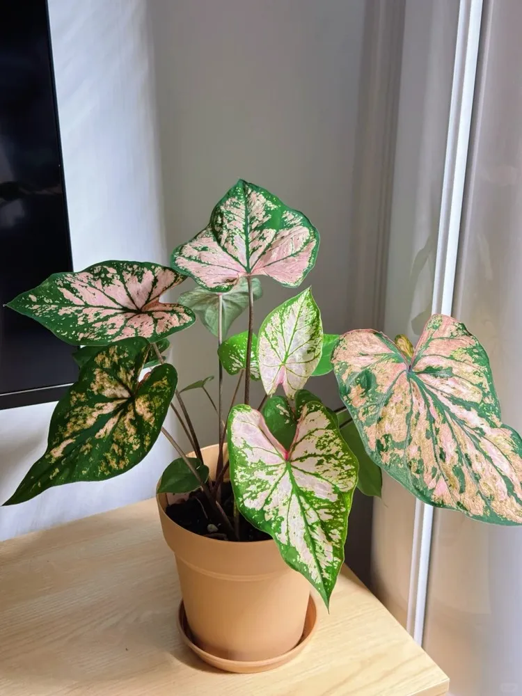 Caladium leaves losing pink color and turning green indoors due to weak or unstable light