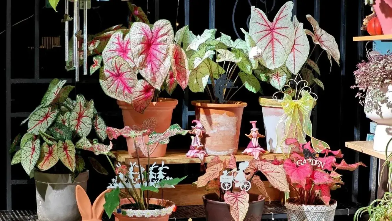 Caladium Not Growing Why New Leaves Don’t Always Mean Real Growth