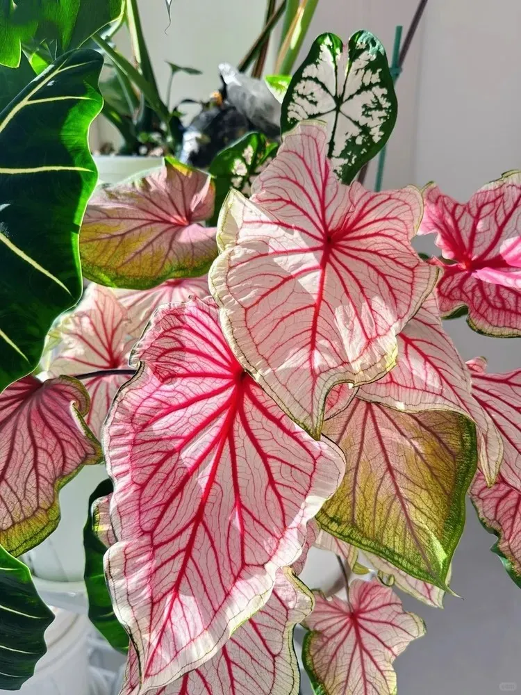 Caladium Problems Common Issues & How to Fix Them