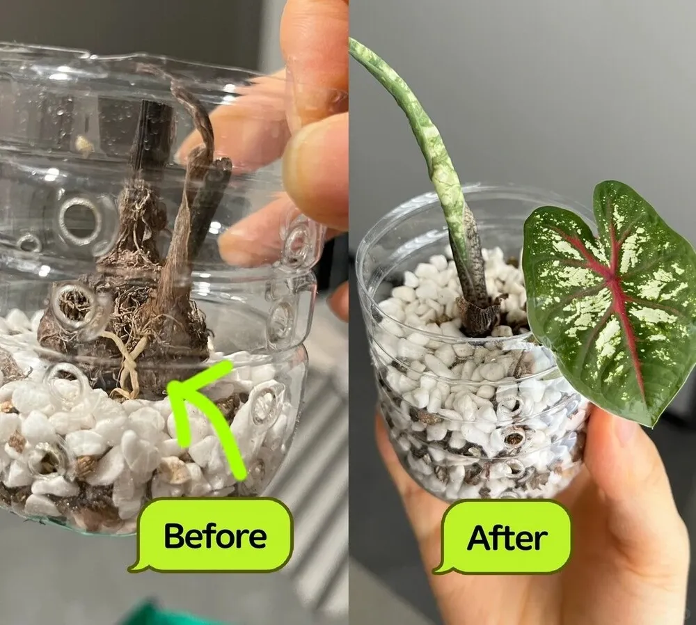 Before and after comparison of a caladium tuber showing root recovery and new leaf growth after being replanted in an airy substrate