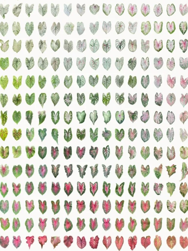 Caladium Varieties Explained Leaf Types, Color Patterns & Size Differences