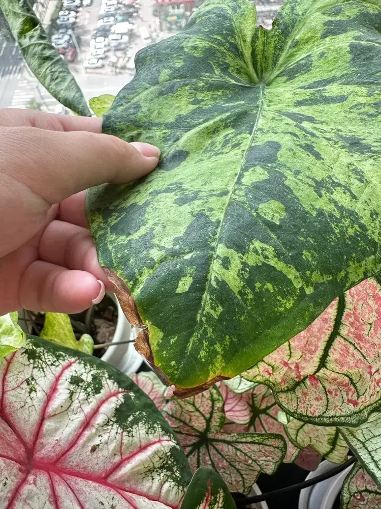 Caladium leaf showing edge burn and yellow margins while the leaf remains upright, indicating root stress