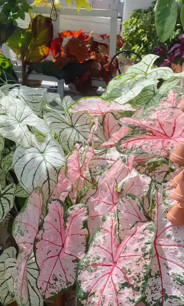 Healthy caladium leaves showing strong pink color under bright indoor light without sunburn or stress
