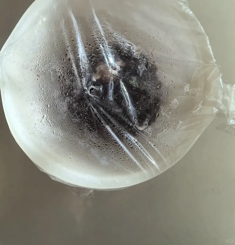 Caladium bulb placed in a covered container with condensation forming inside to maintain humidity without soil