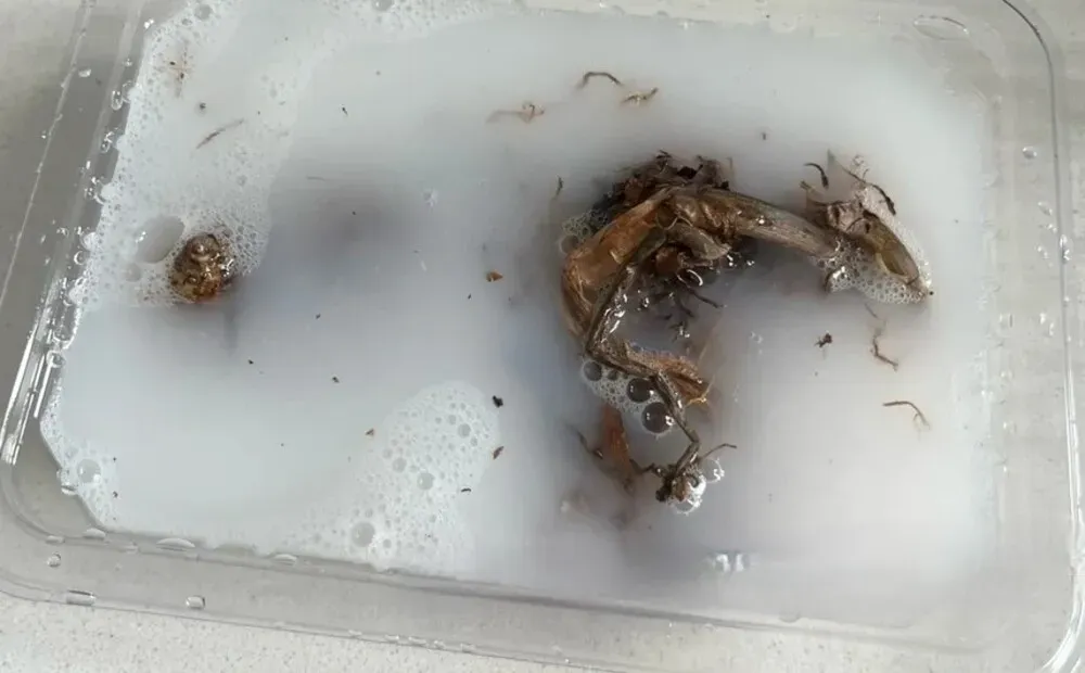 Rotten caladium roots soaking in fungicide solution after damaged tissue removal