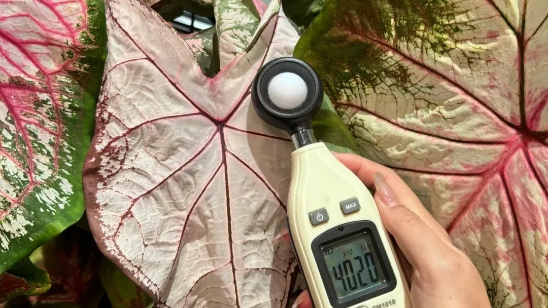 Do Caladiums Need Grow Lights Indoors My Real Experience with Color and Burn