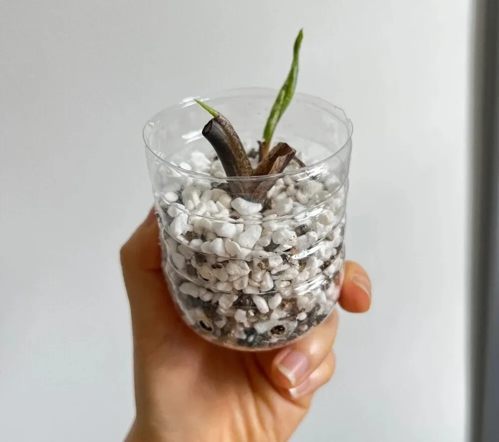 Caladium tuber replanted in a DIY plastic bottle with multiple ventilation holes and loose mineral substrate