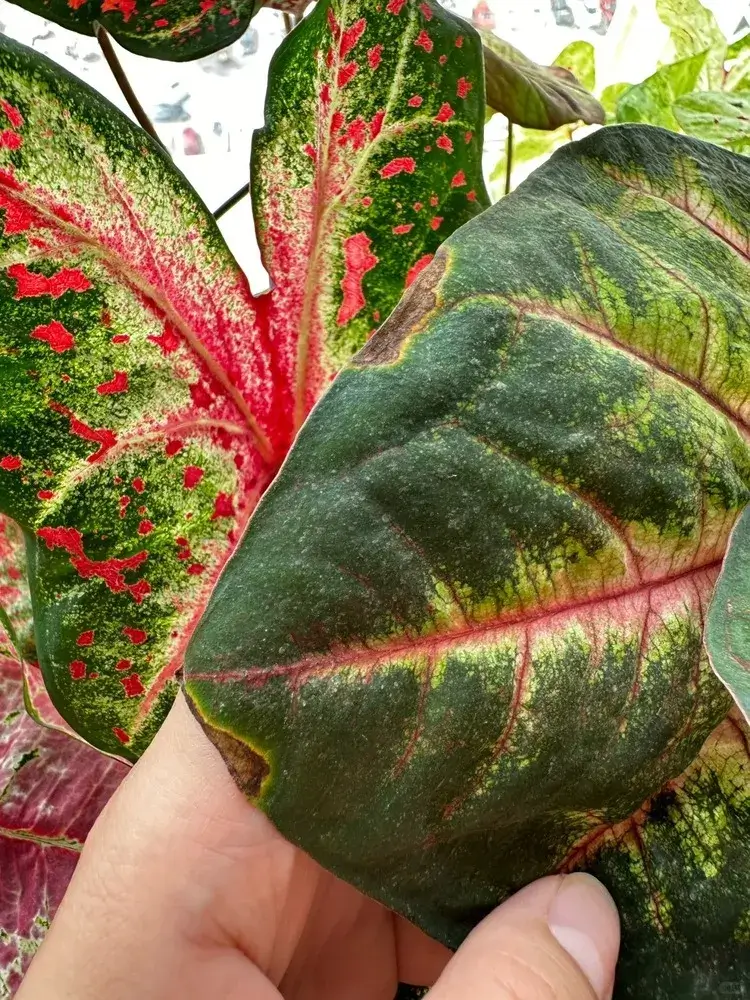 Caladium leaf with yellowing and browning along the edges caused by early root stress