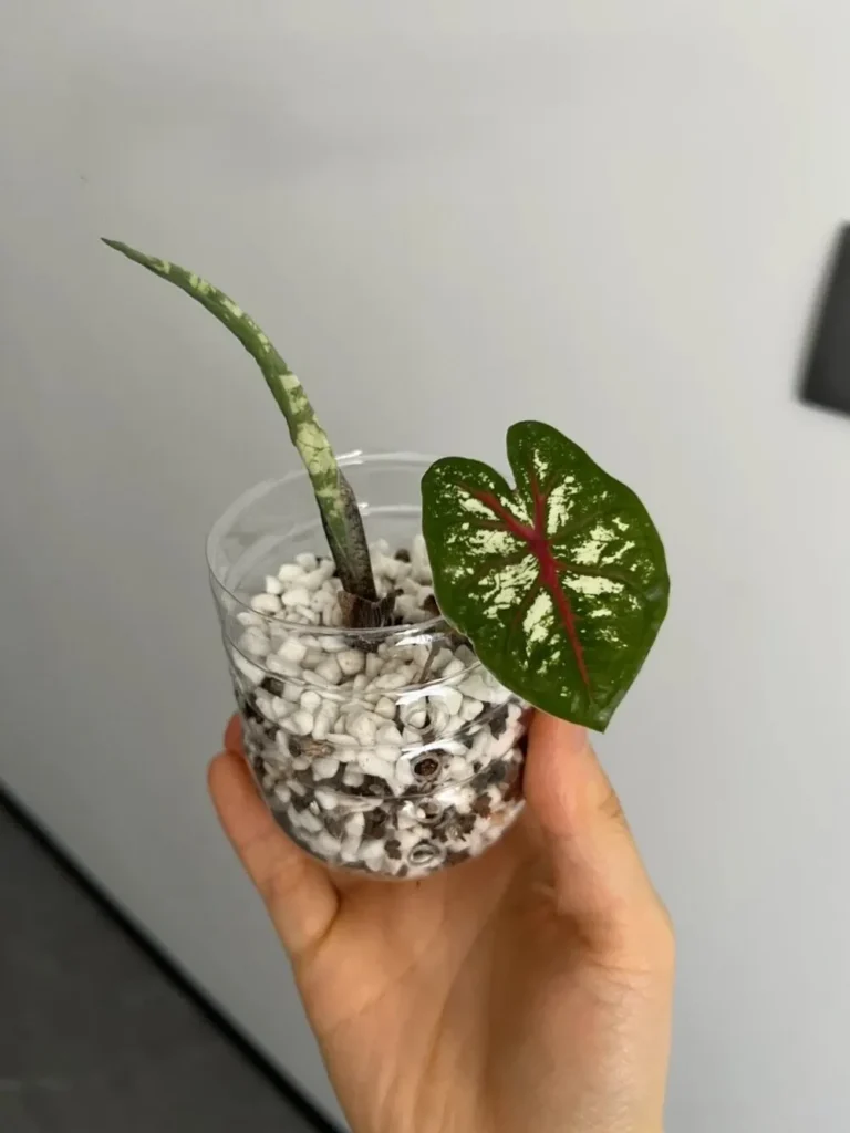 Caladium leaf elongating during early recovery with limited root system