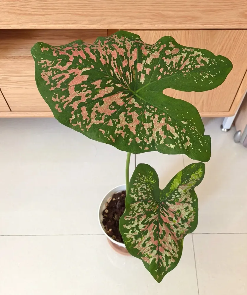 Caladium with only a few leaves, including two large mature leaves, growing upright in a small pot indoors