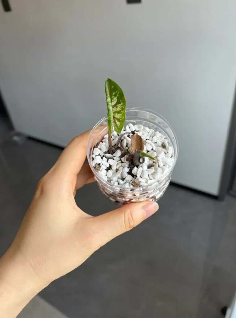 First new caladium leaf emerging after root rot treatment and replanting in well-draining substrate