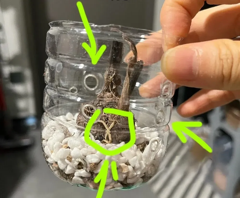 Caladium tuber planted in a DIY plastic bottle pot with multiple air holes for root recovery