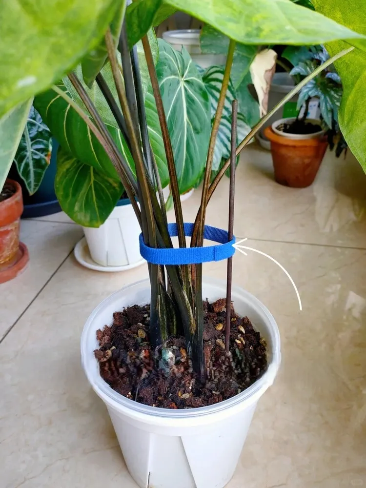 Caladium stems loosely tied near the base with a soft band to improve upright posture without restricting growth