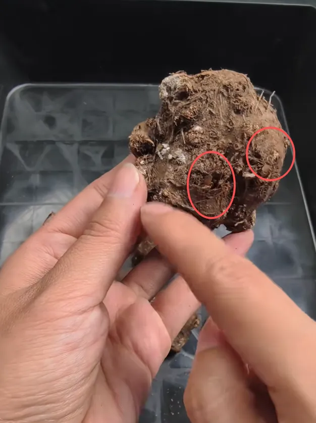 Example 4: Growth Points Sitting Off to One Side