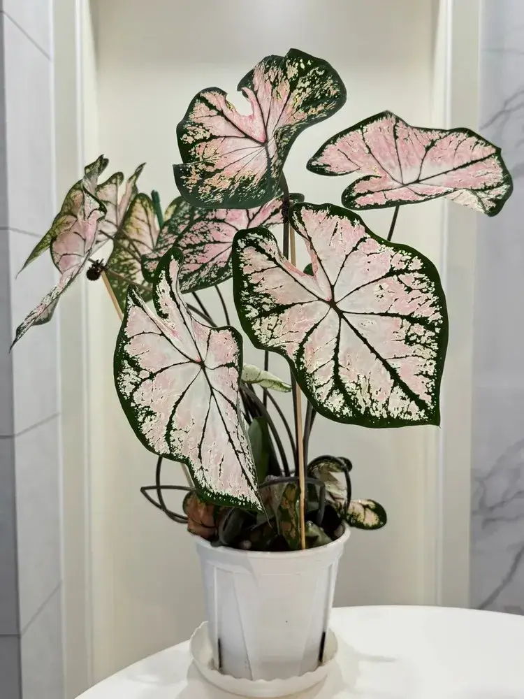 Healthy caladium plant producing new leaves while older leaves are left to age naturally