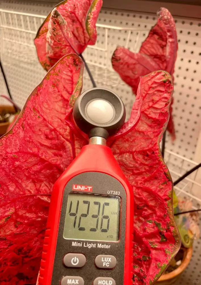 Caladium leaves exposed to very strong light measured at over 42,000 lux, showing intense coloration and potential stress