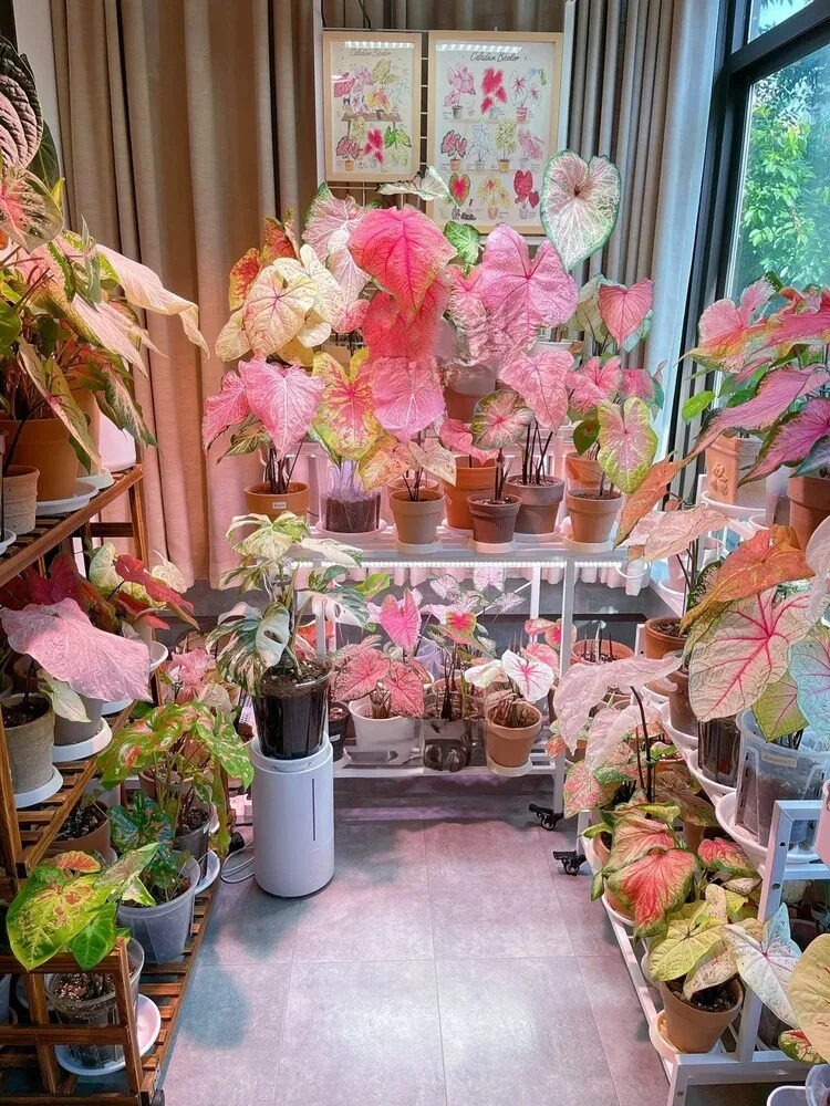 Indoor caladium collection growing under lights