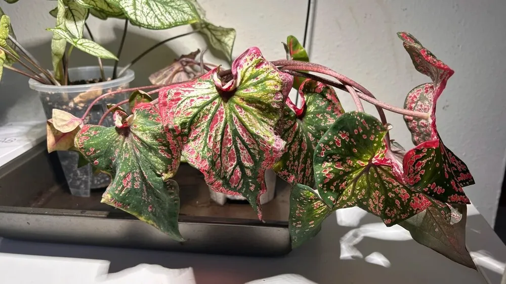 Is My Caladium Dying How to Tell When Waiting Is No Longer Safe
