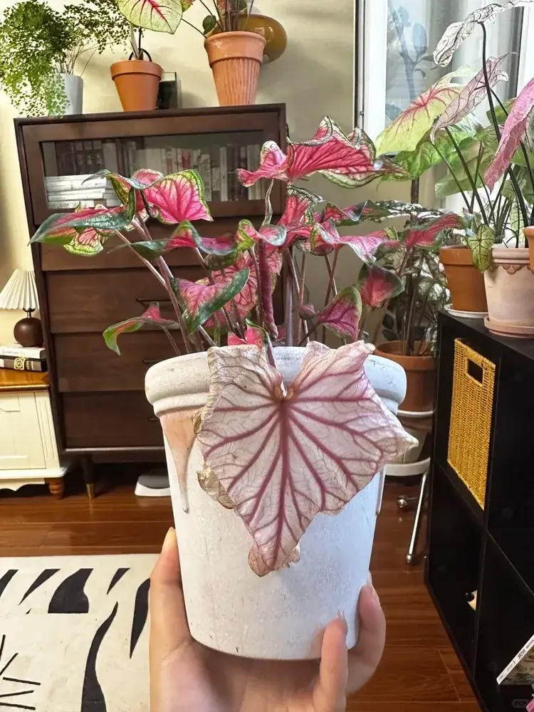 Leaf Consumption Drooping That Belongs to Older Leaves