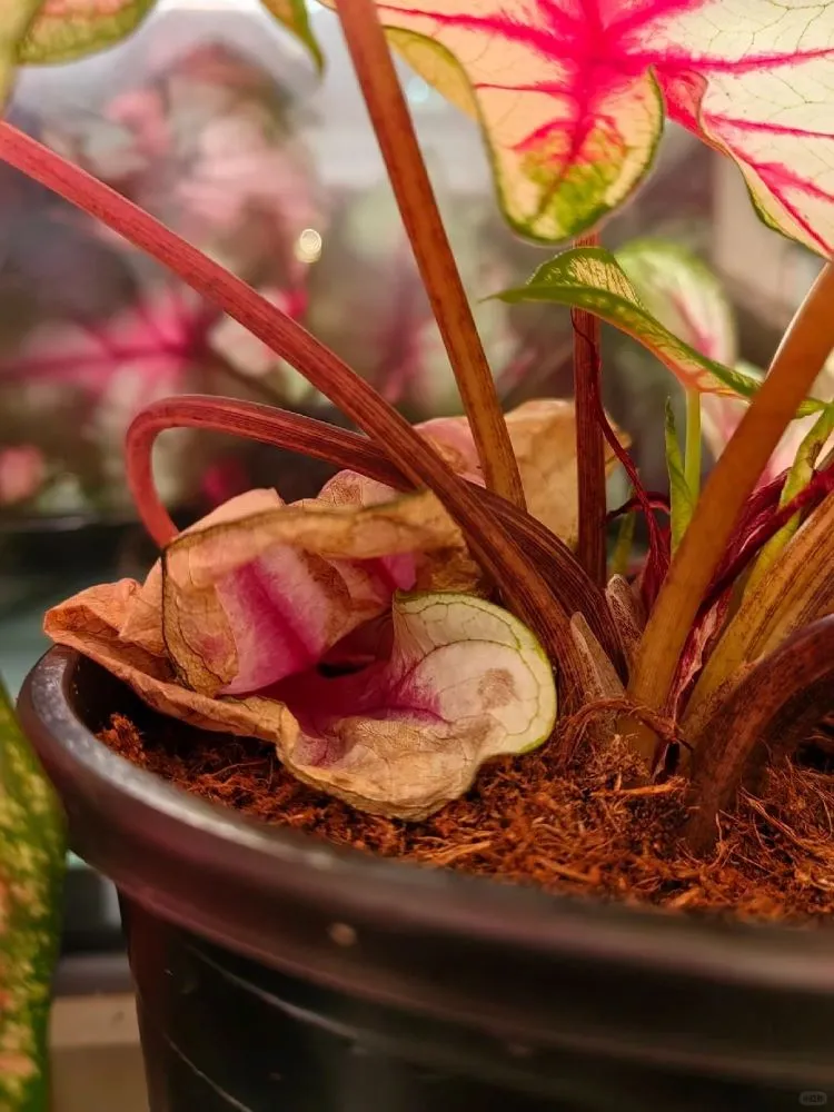 Caladium leaf naturally collapsing at the base after completing its growth cycle