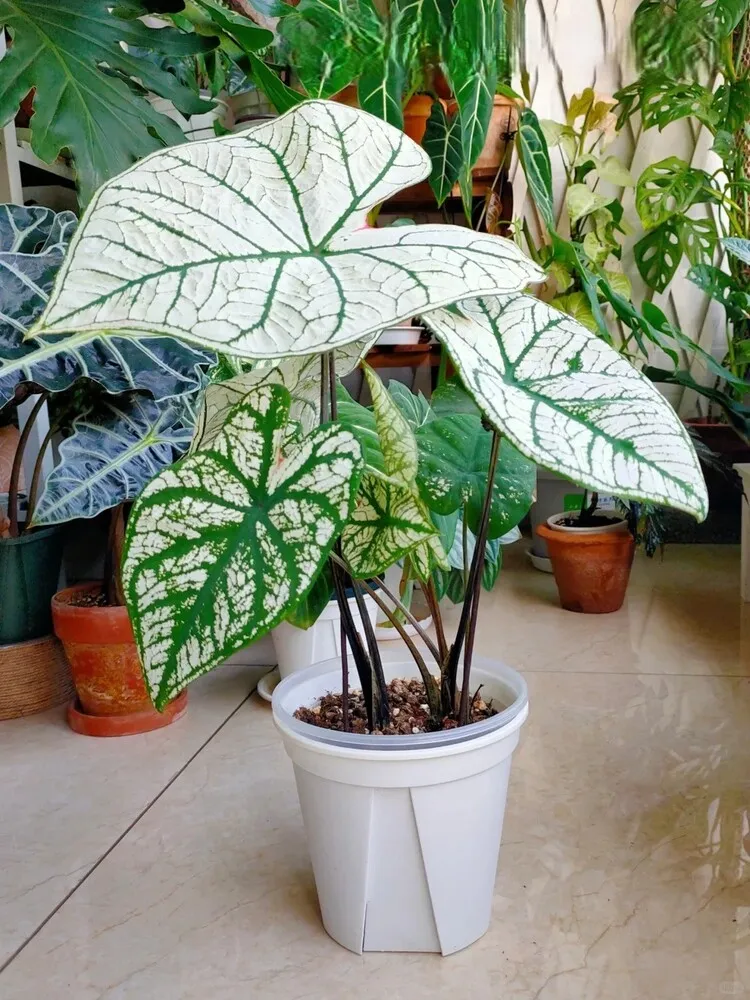 Caladium leaning toward a side light source with firm stems and healthy leaves, showing directional light-seeking droop