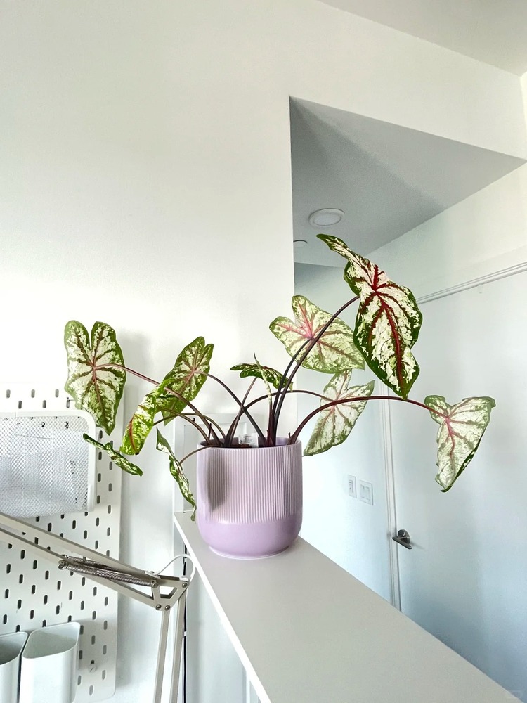 Low Light Indoors Soft Stems and Washed-Out Color