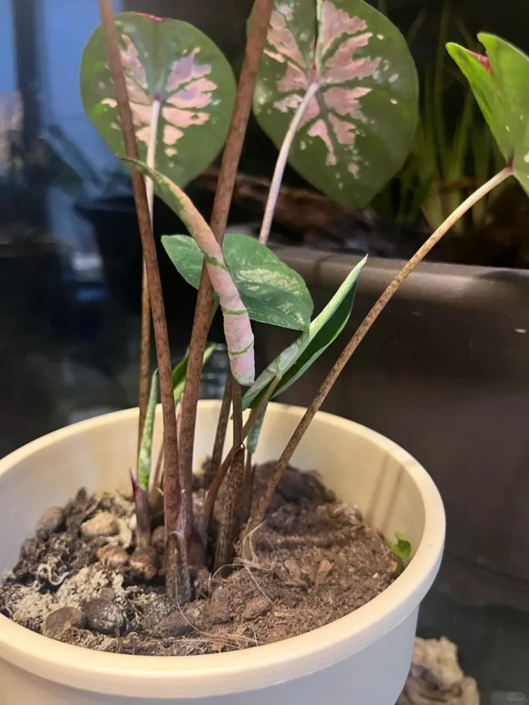 Caladium with multiple shoots growing from the base, showing many small leaves and crowded stems in one pot