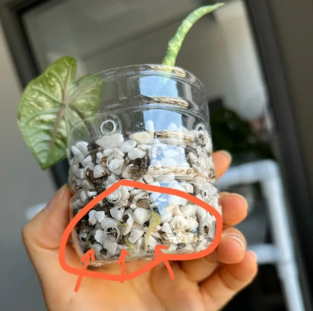 New white caladium roots growing through airy substrate inside a ventilated plastic container