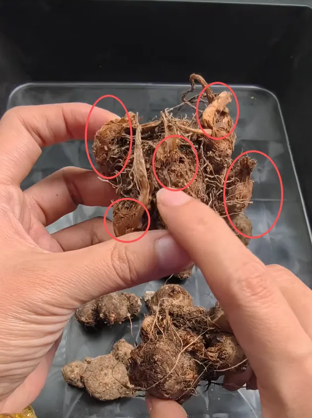 Example 2: One Clear Growth Point with Smaller Ones Nearby