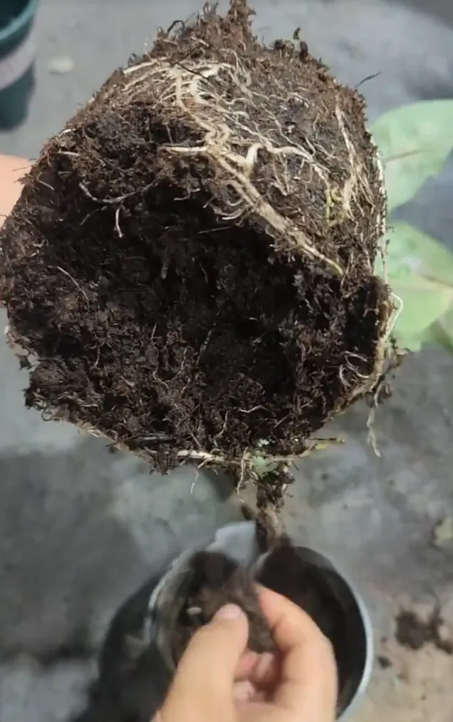 Caladium root ball removed from the pot, showing roots concentrated only near the soil surface with little to no root growth inside