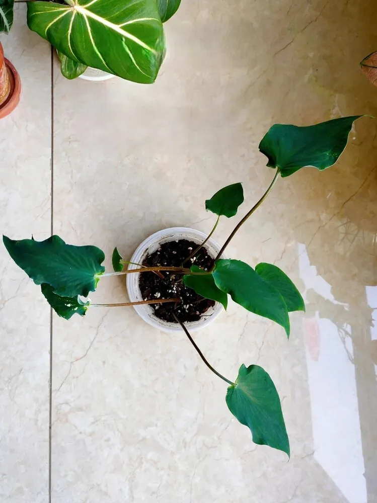 Caladium leaves spreading outward at multiple angles due to lack of overhead light indoors