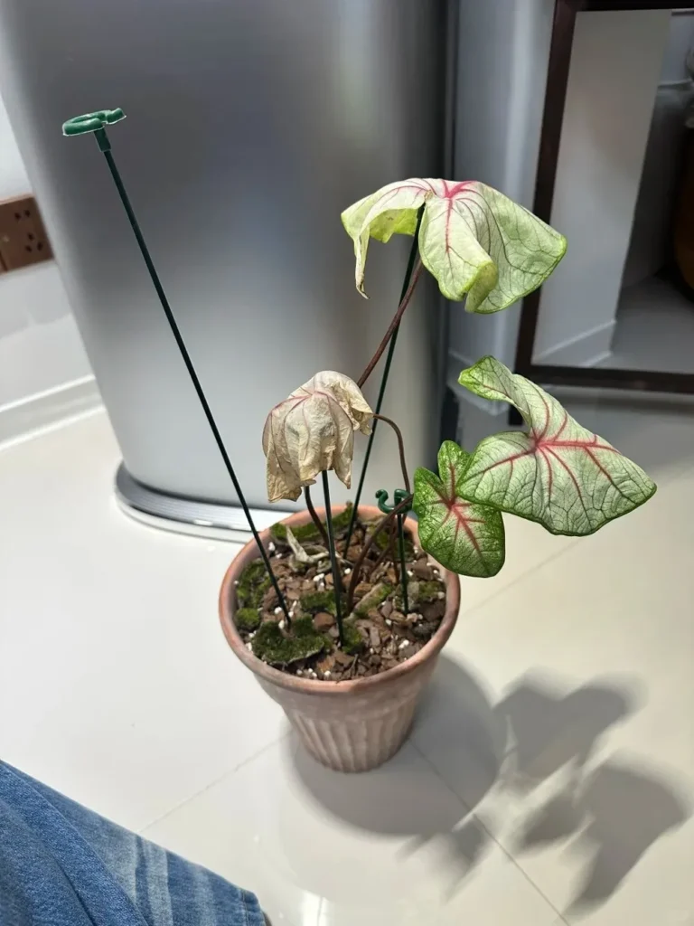 Sign 2 Growth Stalls Despite Good Temperature