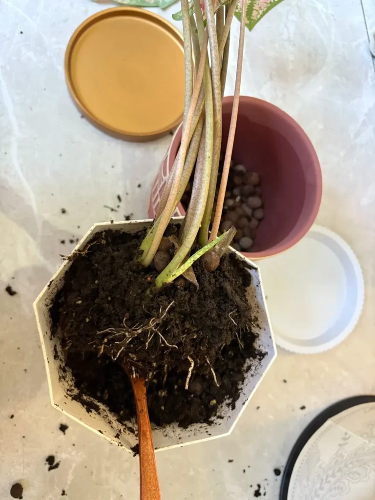 Sign 3 Soil Stays Wet Far Too Long