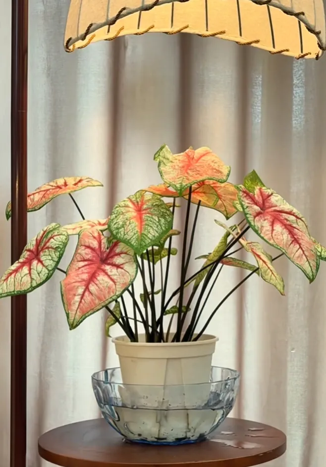 Caladium plant placed in a bowl of water, allowing the pot to soak evenly from below instead of watering from the top