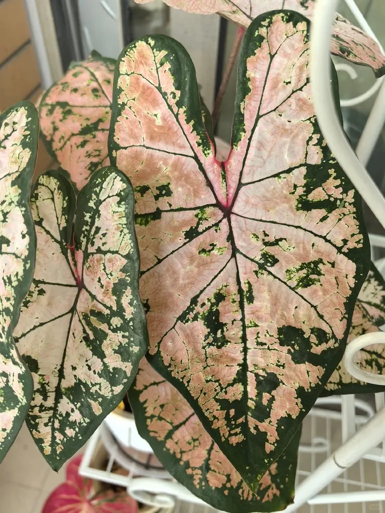 Caladium leaf showing sunburn spots caused by strong direct sunlight and insufficient water