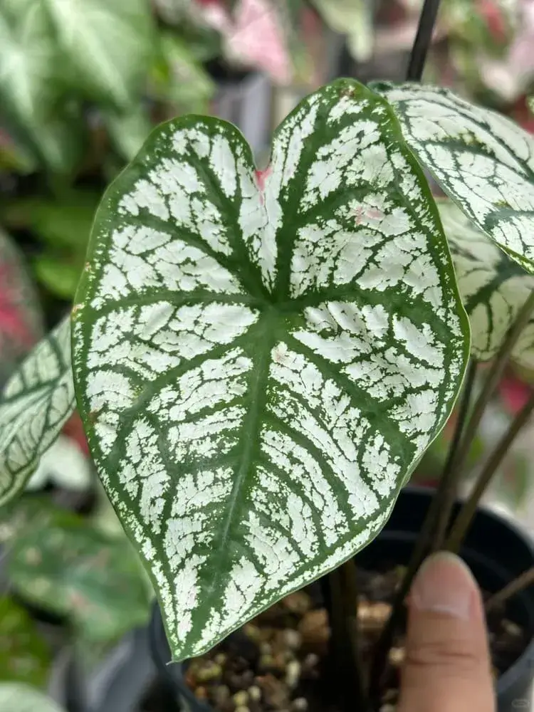 White Christmas Caladium: What I Learned After Cutting It Back and Letting It Sunbathe 3 White Christmas caladium leaf turning noticeably whiter after longer sun exposure, with stronger contrast between white and green veins