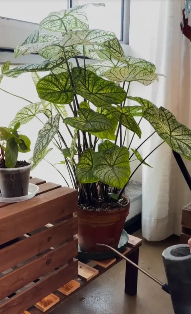 Mature caladium with fully developed leaves placed near a window and watered from a tray underneath the pot