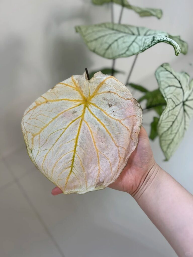 Type 2 Fading Without Spots
