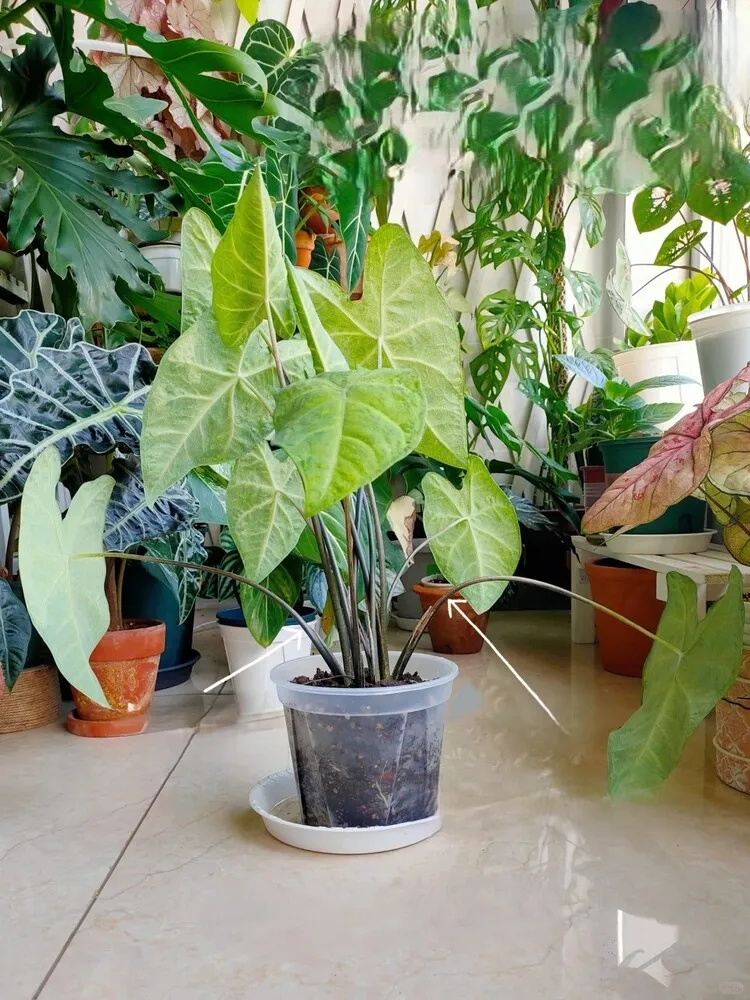 Caladium leaves drooping with soft petioles caused by dry soil, with leaf color still healthy before watering